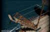 trireme04.jpg (49365 byte)