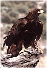 Aquila reale (nome della specie Aquilae Crysaetos)